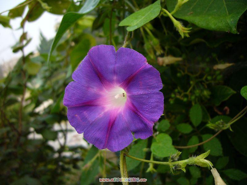 花 摄影 宿州小东