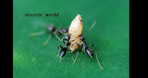 insects world —1 摄影 时间碎片