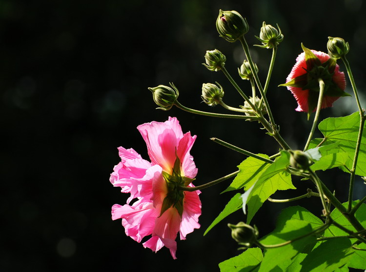 芙蓉花1 摄影 其其317