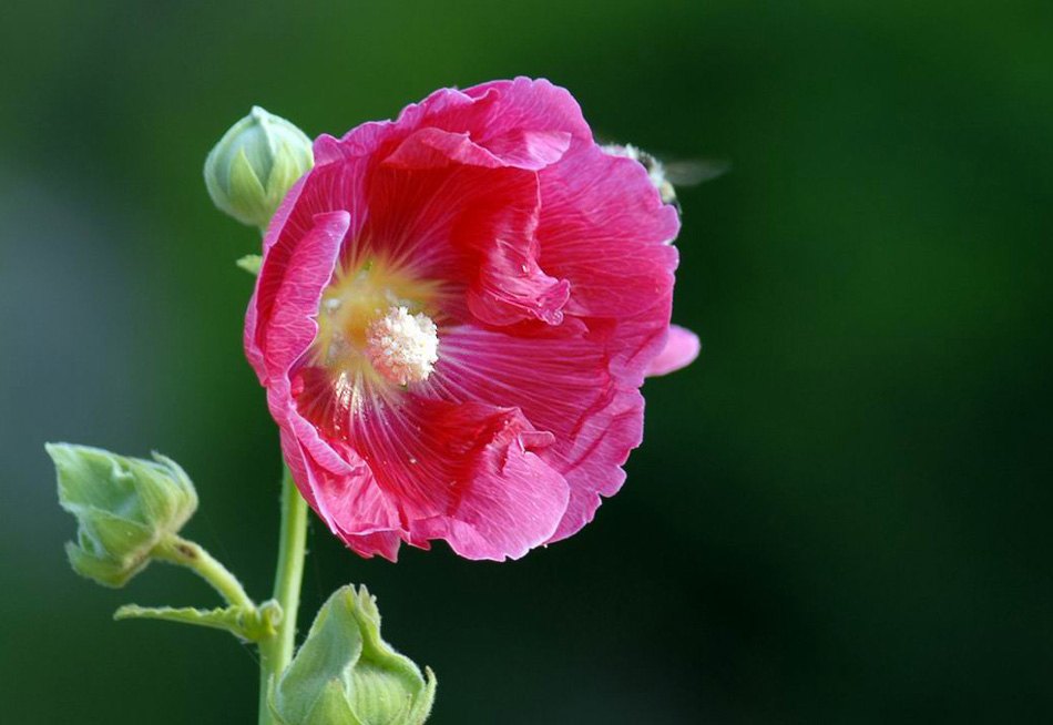 花 摄影 野茉莉