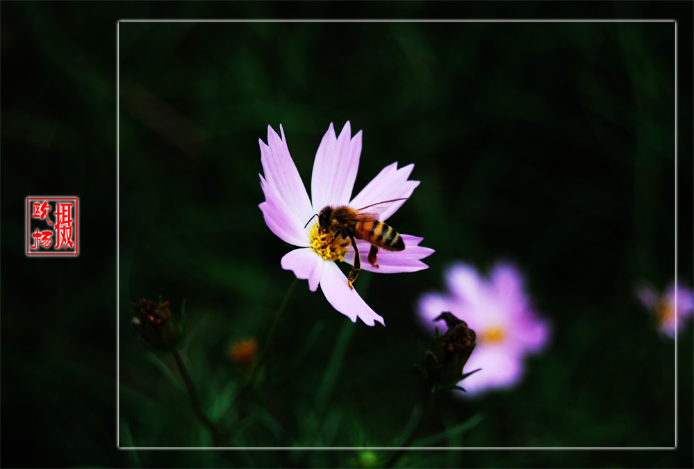 蜂恋花 摄影 欧杨