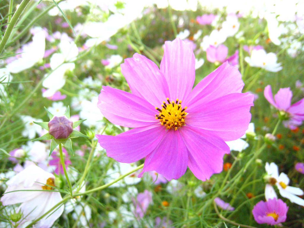 秋日菊花 摄影 悟恒