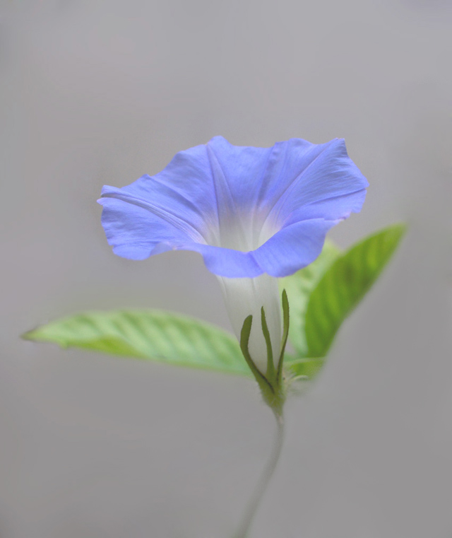 牵牛花 摄影 若木