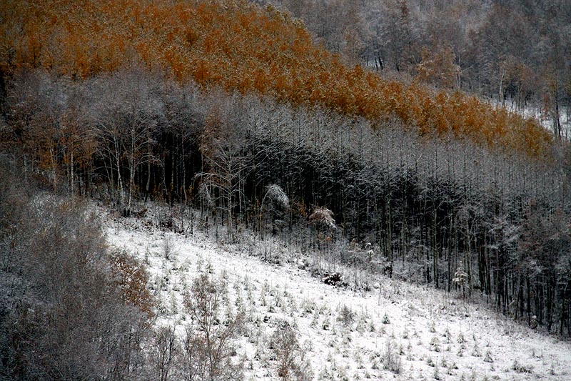 坝上初雪 摄影 我的文文