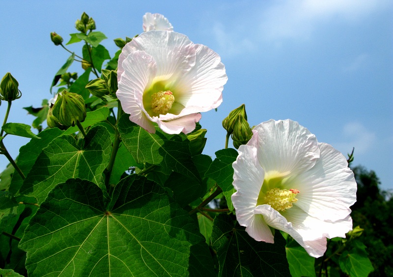 单瓣木芙蓉 摄影 一月