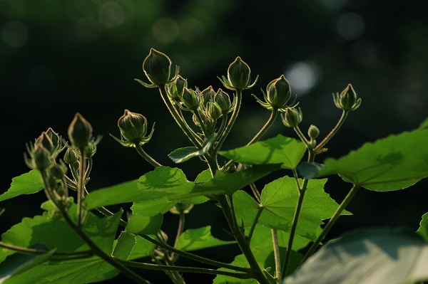 芙蓉宝宝 摄影 晓晖