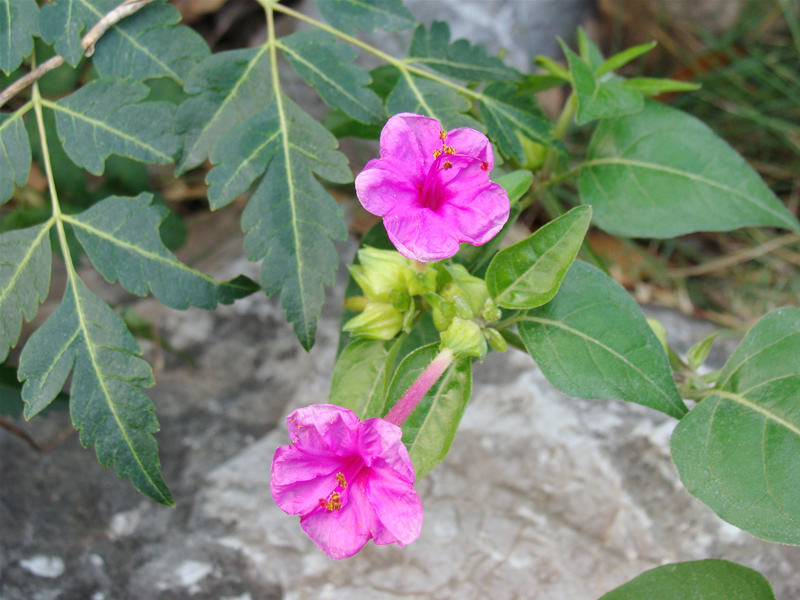 花 摄影 砍柴