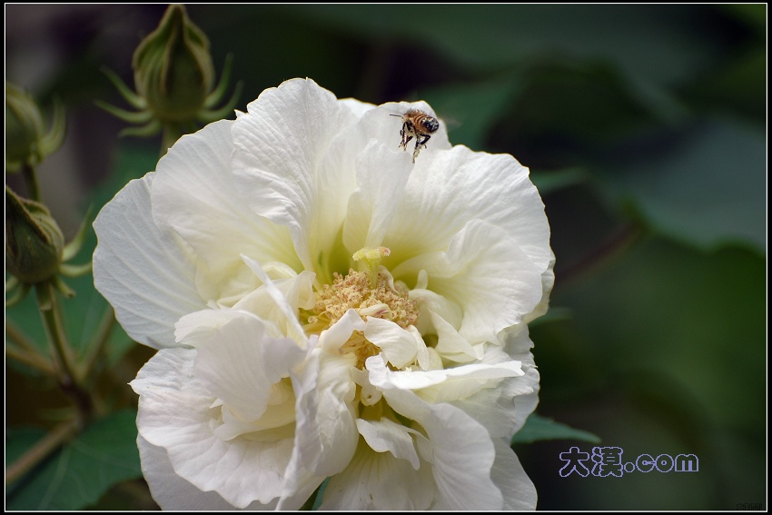 芙蓉花 摄影 大漠.