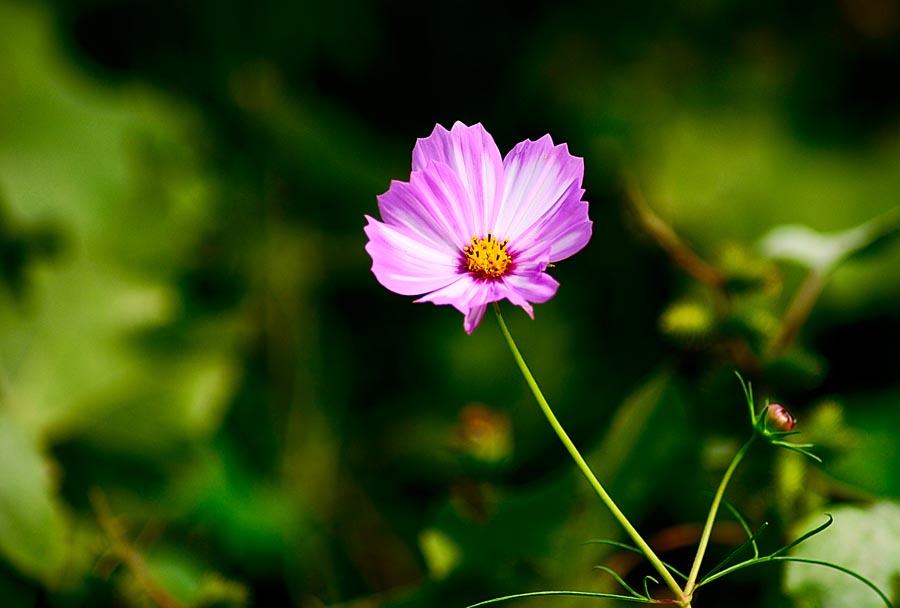 小花 摄影 快乐的小虎