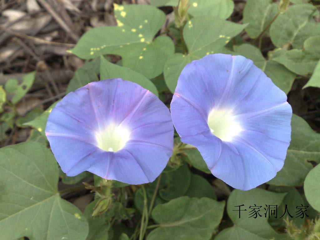 牵牛花 摄影 千家洞人家