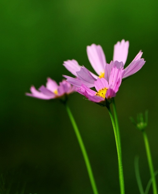 菊花 摄影 耕耘人