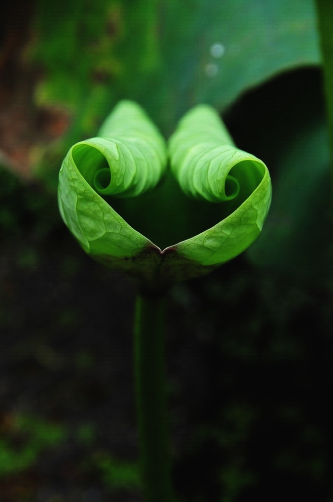 无语 摄影 雨中飞