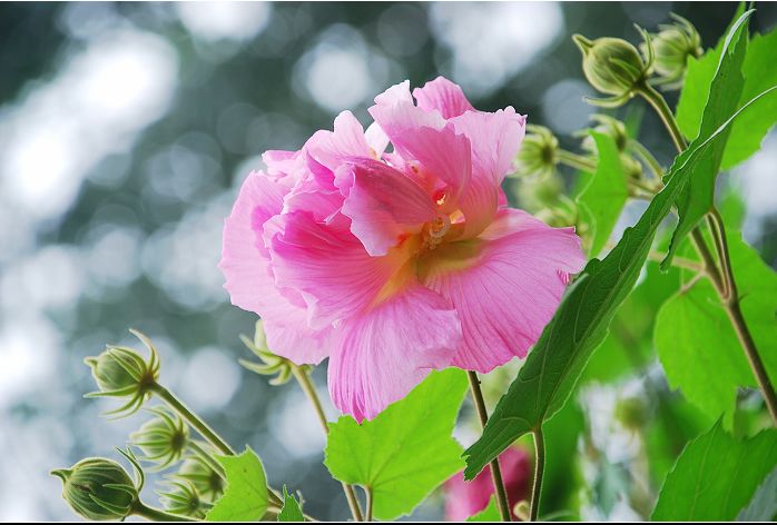 成都市花 芙蓉花 摄影 兰子