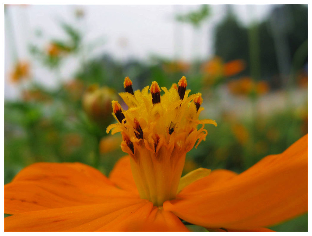 花蕊 摄影 老歪客