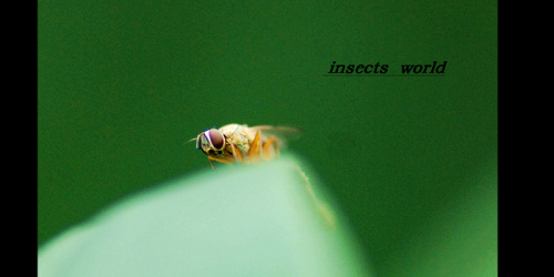 insects world---4 摄影 时间碎片