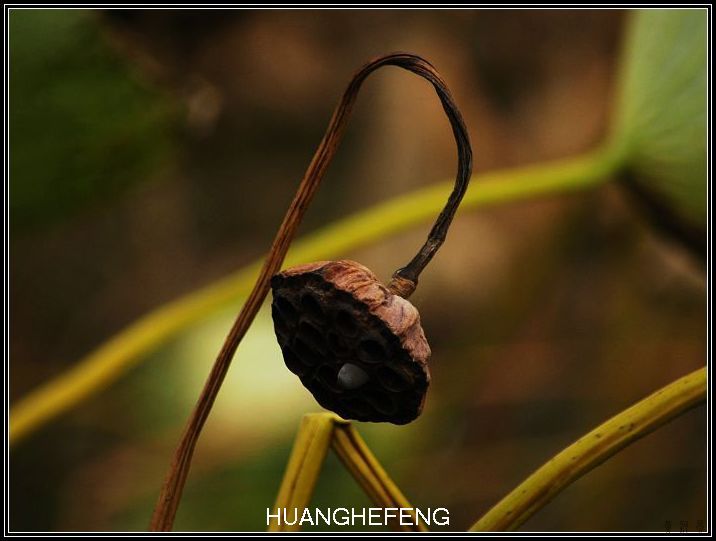 【原创】残荷 摄影 HUANGHEFENG