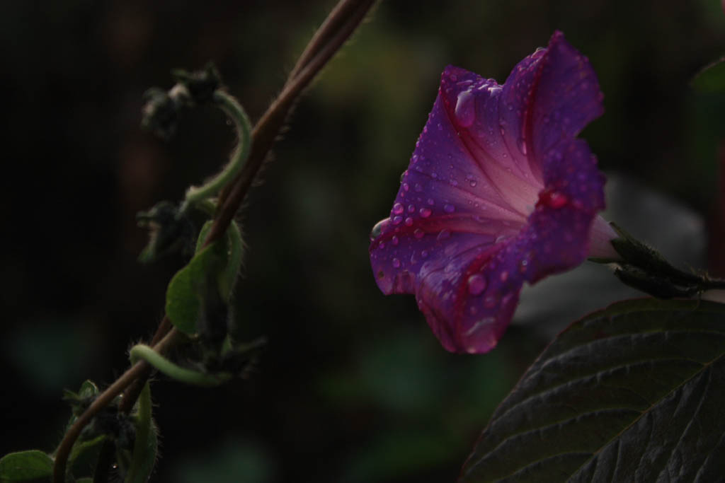 雨后牵牛花 摄影 敏军