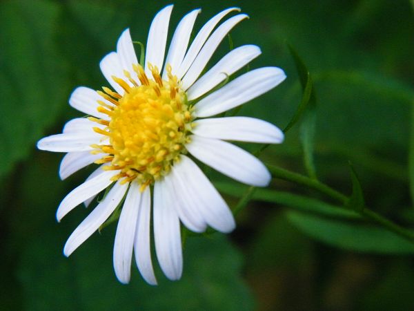 小花小草 摄影 山水青草