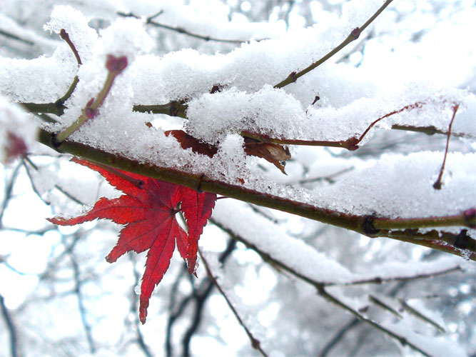 雪 摄影 榛榛