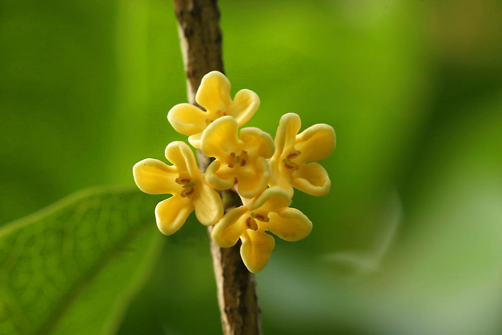 花仙迎来满城桂花香(5) 摄影 haihang