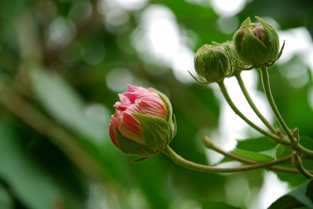 芙蓉花蕾 摄影 兰子