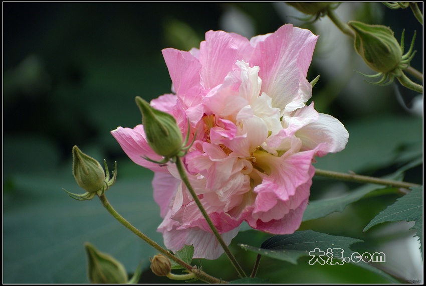 木芙蓉 摄影 大漠.