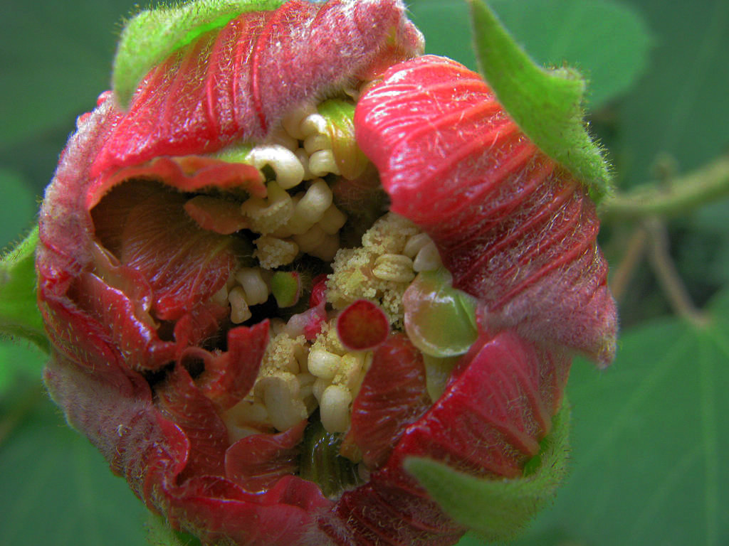 芙蓉花蕾 摄影 老歪客