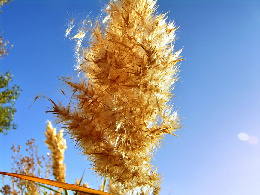 芦花 摄影 高原阳光