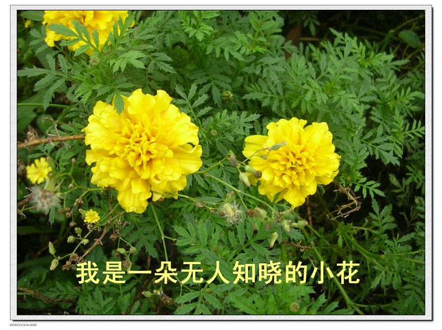 小花 摄影 静葵