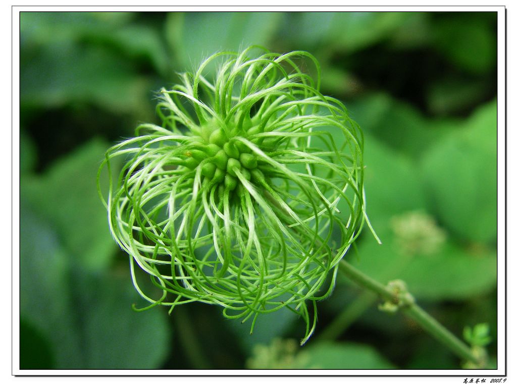 "草花" 摄影 高原苍松