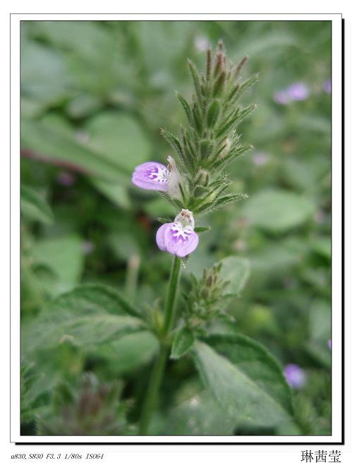 野花 摄影 琳茜莹