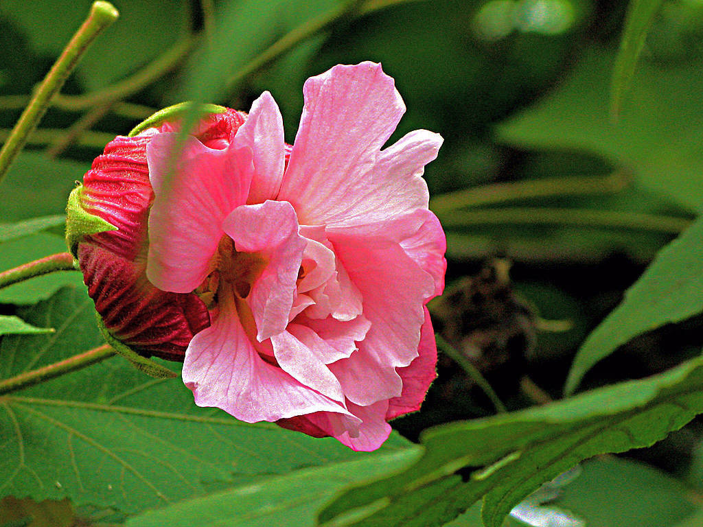 含苞欲放 芙蓉花 摄影 老歪客