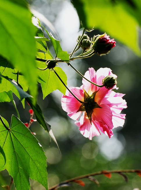 芙蓉花 摄影 其其317