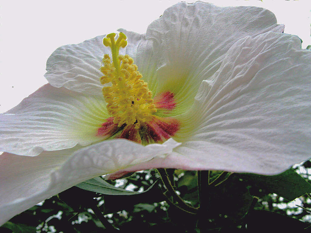 芙蓉花 摄影 老歪客