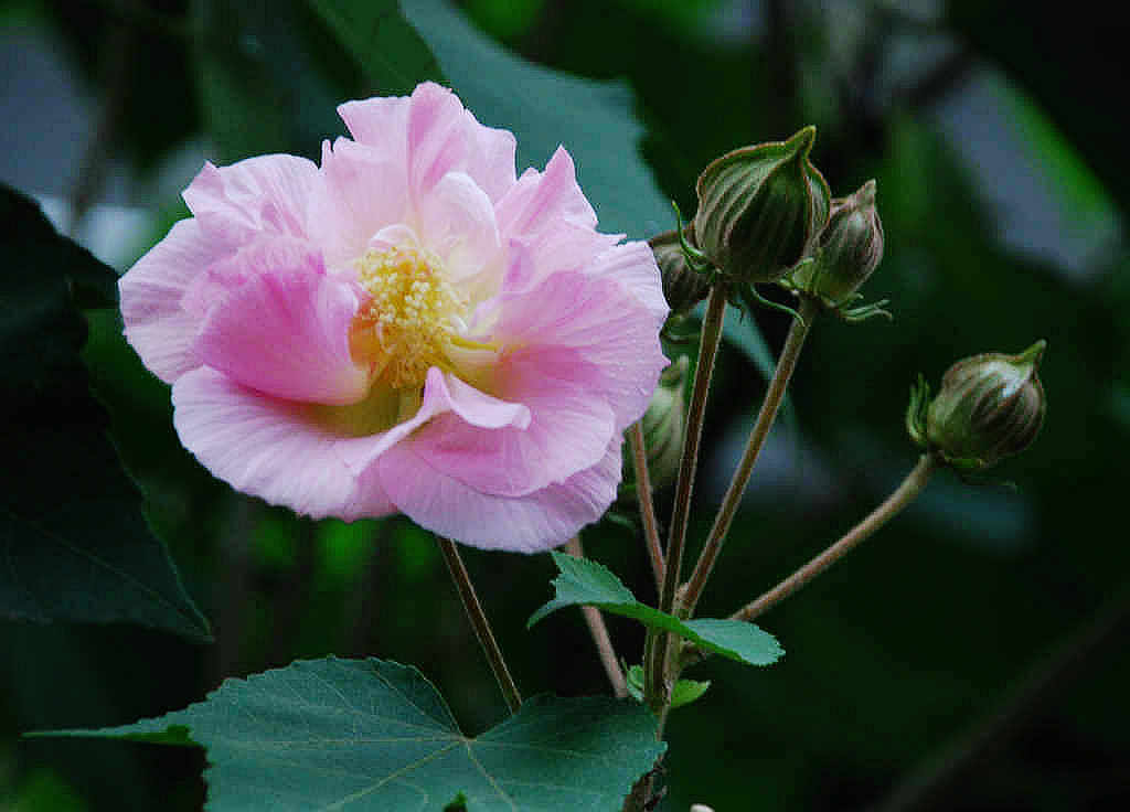 芙蓉花 摄影 人约黄昏后