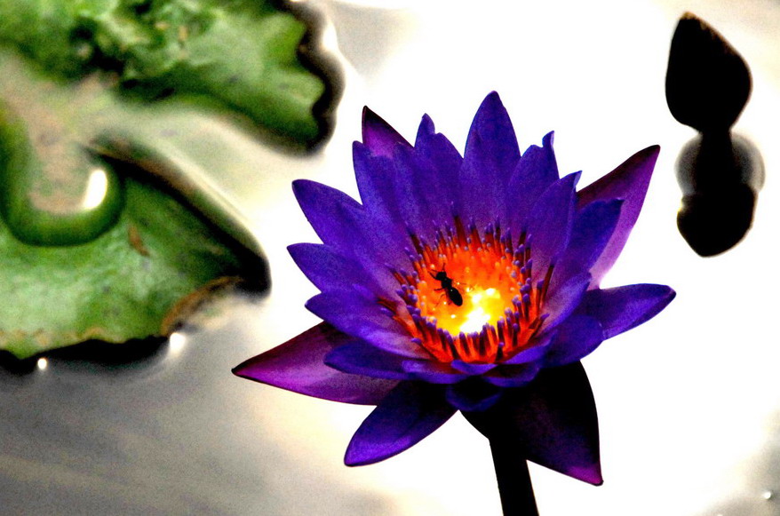 恋莲 摄影 花开我先知
