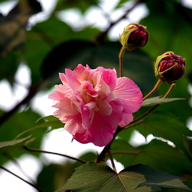 芙蓉花 摄影 冰之炫