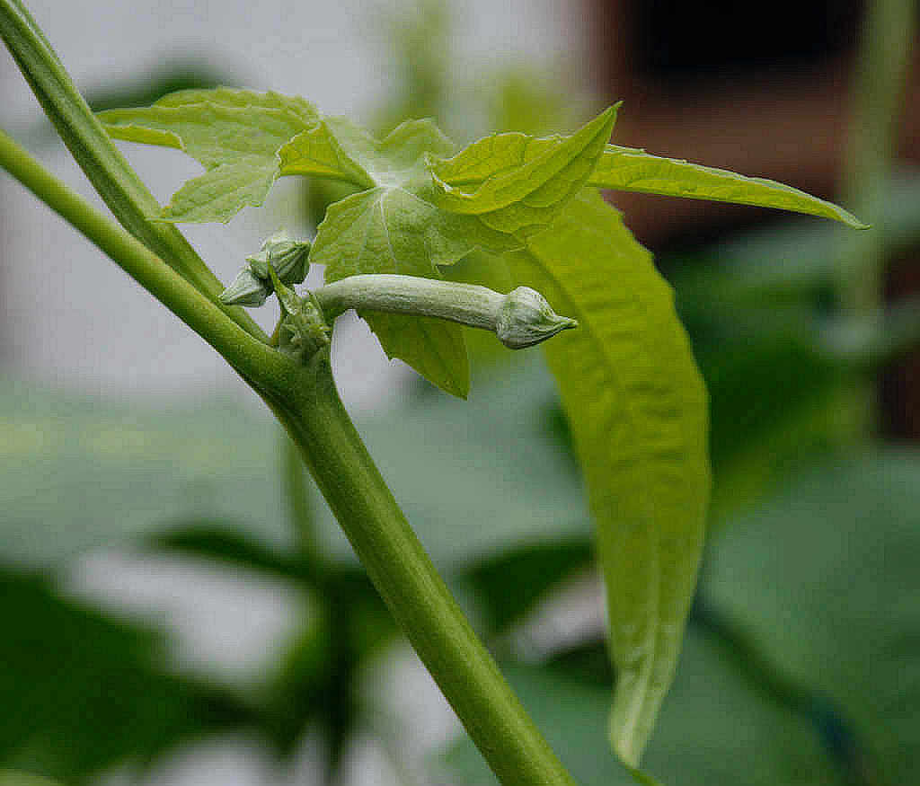 植物 摄影 人约黄昏后