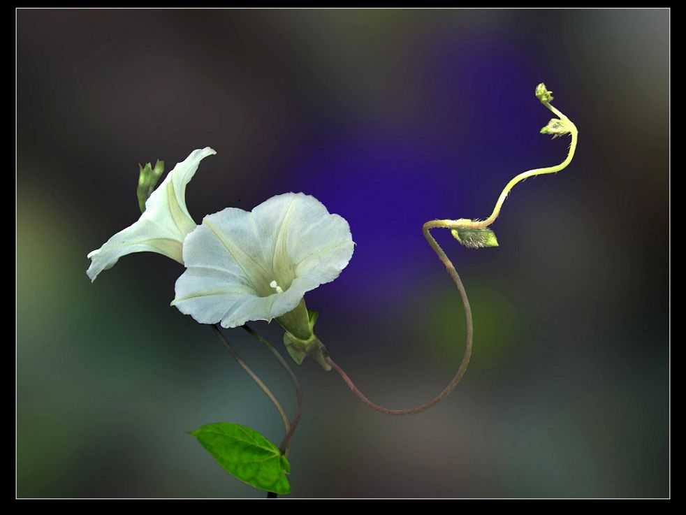 白牵牛花 摄影 华汉