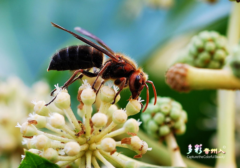 蜂 摄影 多彩贵州人