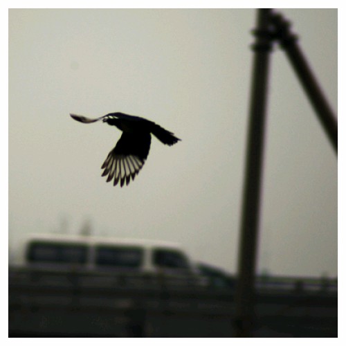 I want to fly, never come down 摄影 新青年