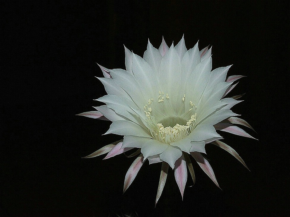 仙人球花 摄影 看风听雨