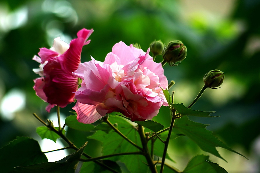 芙蓉花 摄影 冰之炫