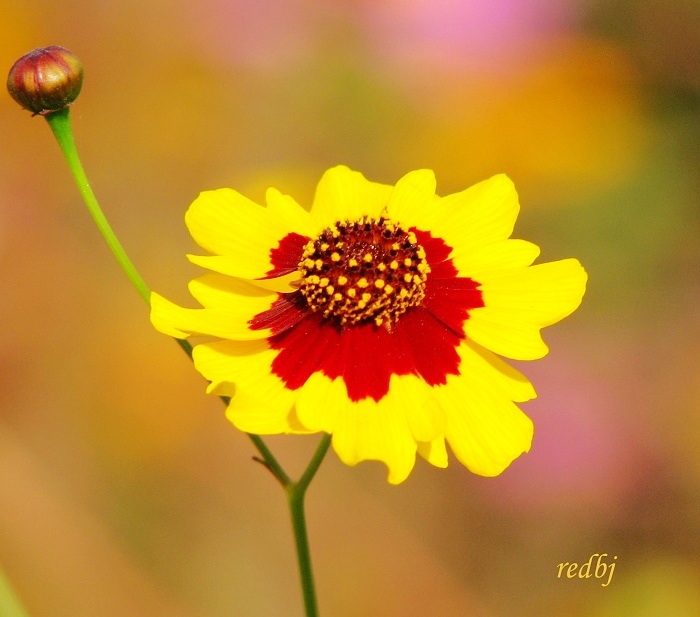 秋，花。。。 摄影 随风飘扬