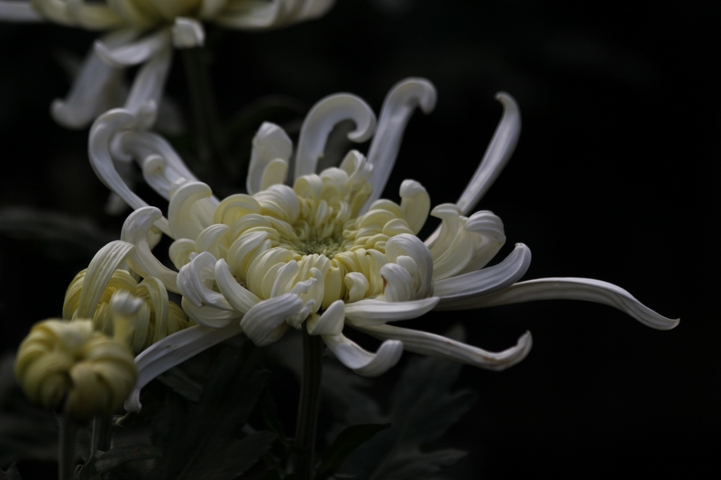 菊花 摄影 行山摄虎