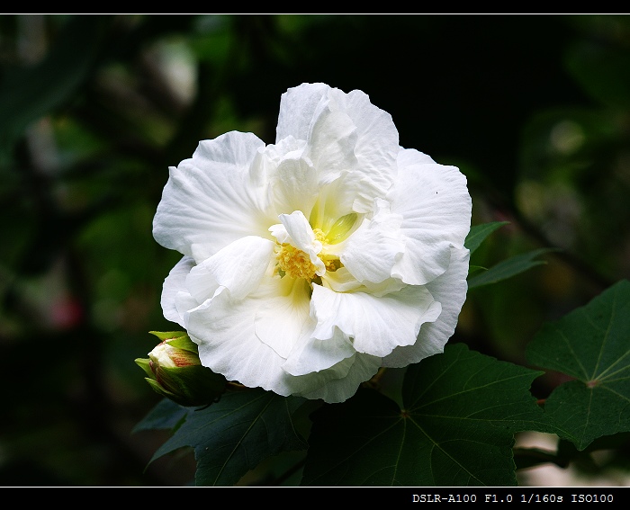 木芙蓉 摄影 laoyu49