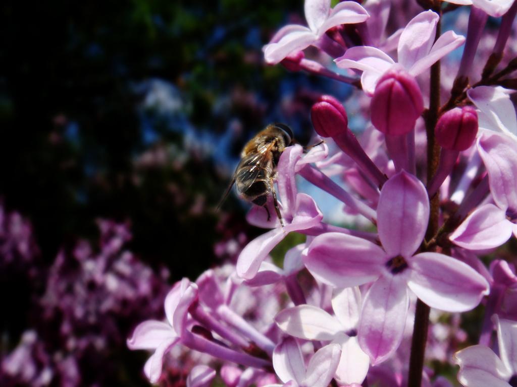 蜜蜂 摄影 Y吗啡