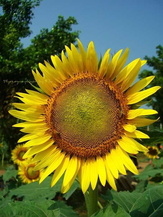 Sunflower 摄影 filu