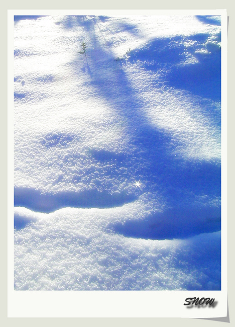 雪冰花 摄影 rainbow2008