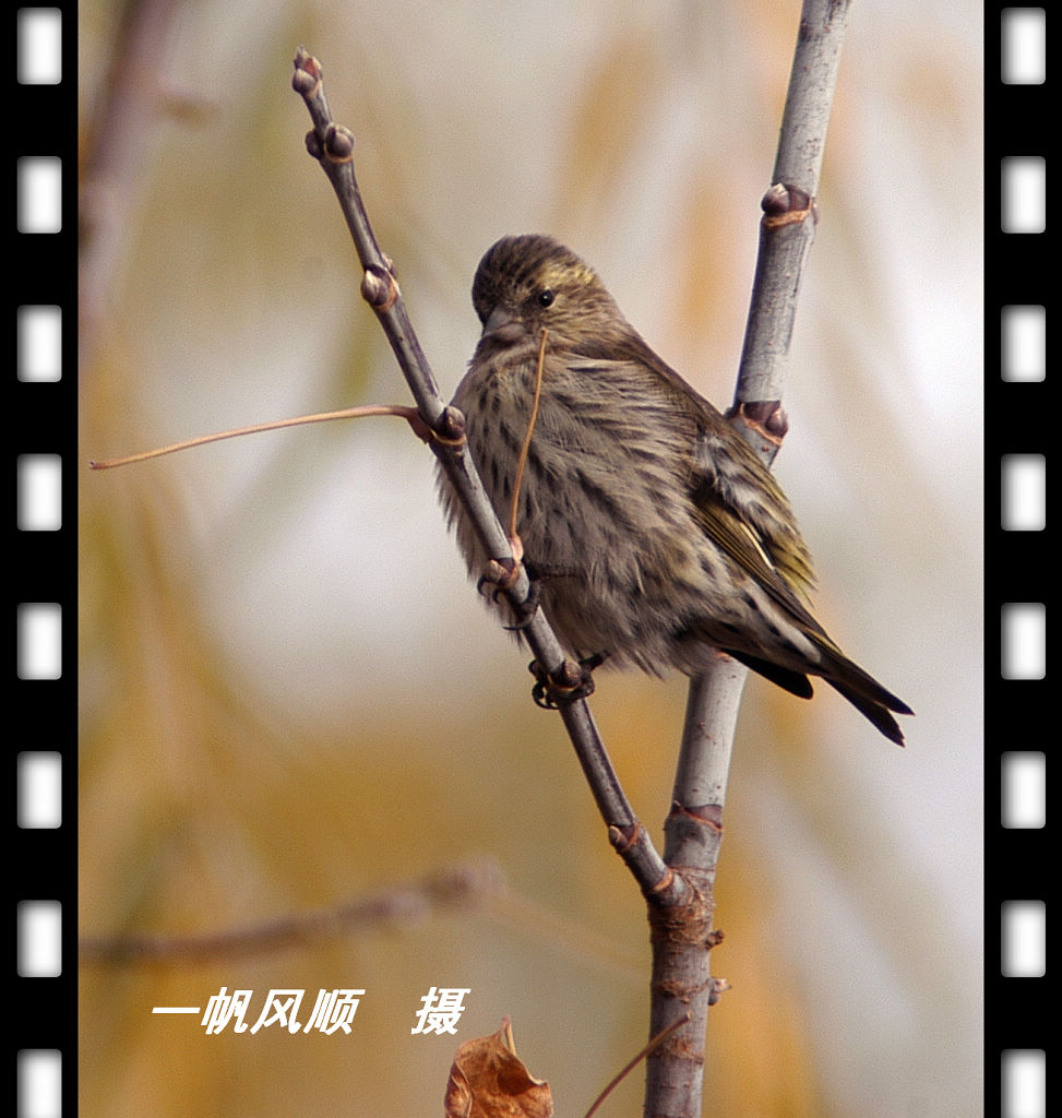 黄 雀 摄影 一凡风顺